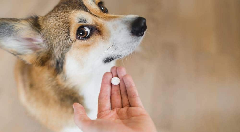 Corgi unwilling to take small white pill from owners hand