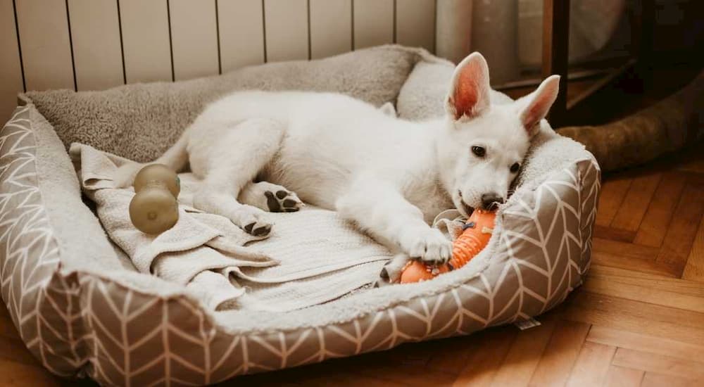 White puppy chewing on toy in bed