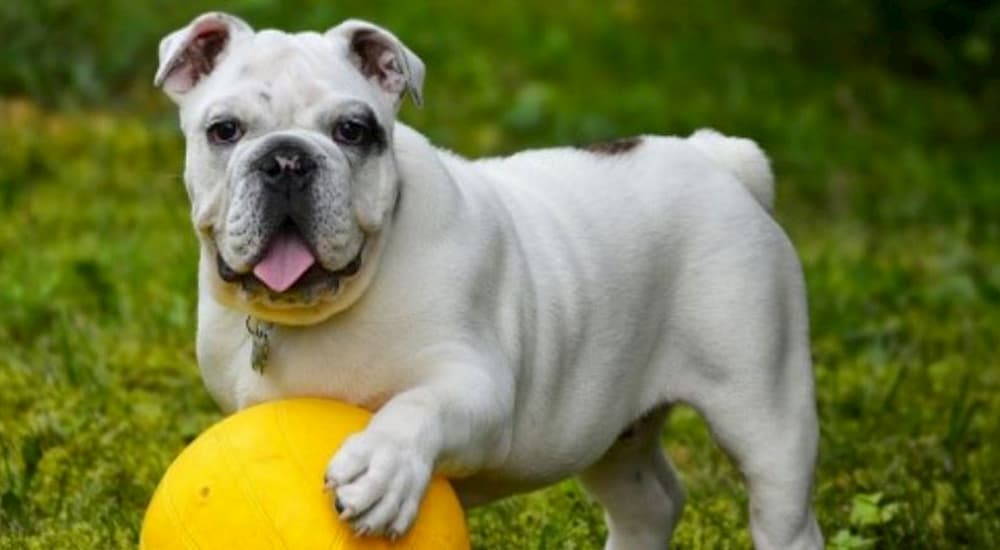 English Bulldog outside in grass with yellow ball