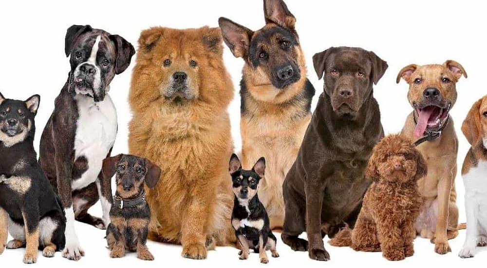 Most Expensive Dog Breeds in the World - Prudent Pet Insurance