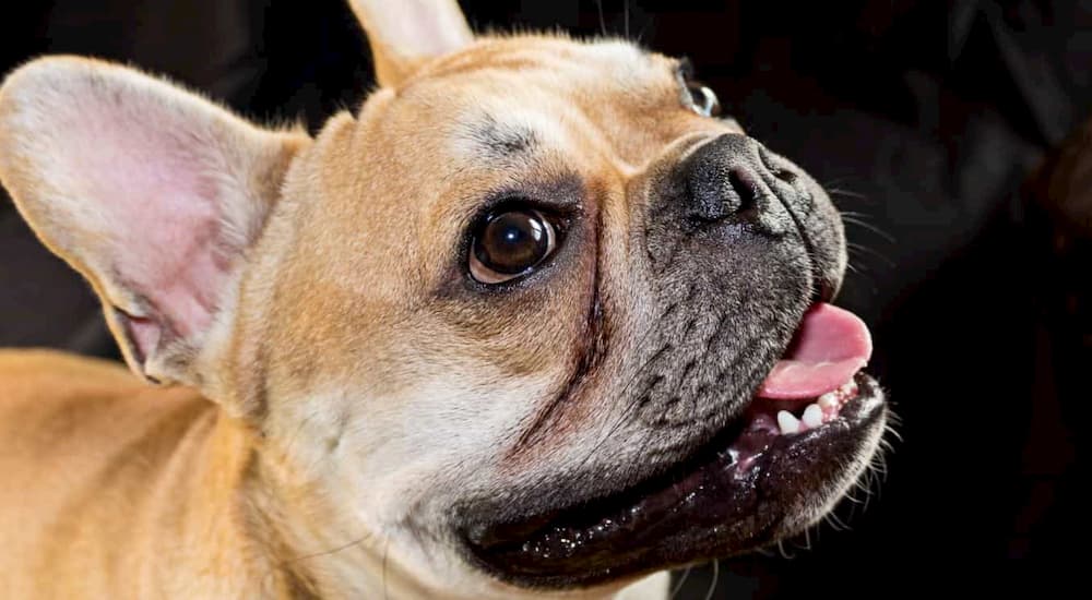 French Bulldog closeup with black background