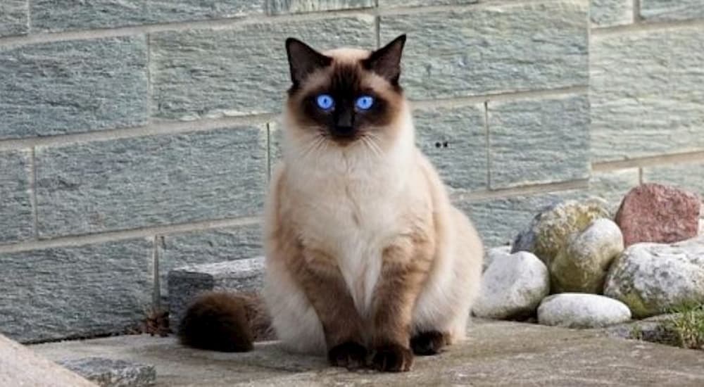 Blue eyed kitten on the street