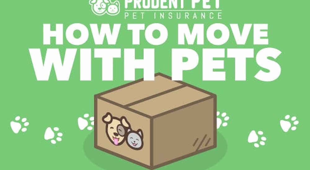 How to move with pets