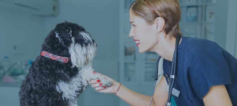 A veterinarian with short hair and a stethoscope around her neck smiling and holding the paw of a black and white dog wearing a red collar in a veterinary clinic