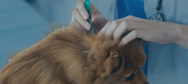 A veterinarian administering an injection to a brown dog, focusing on the dog's neck area, with the veterinarian's stethoscope visible in the background