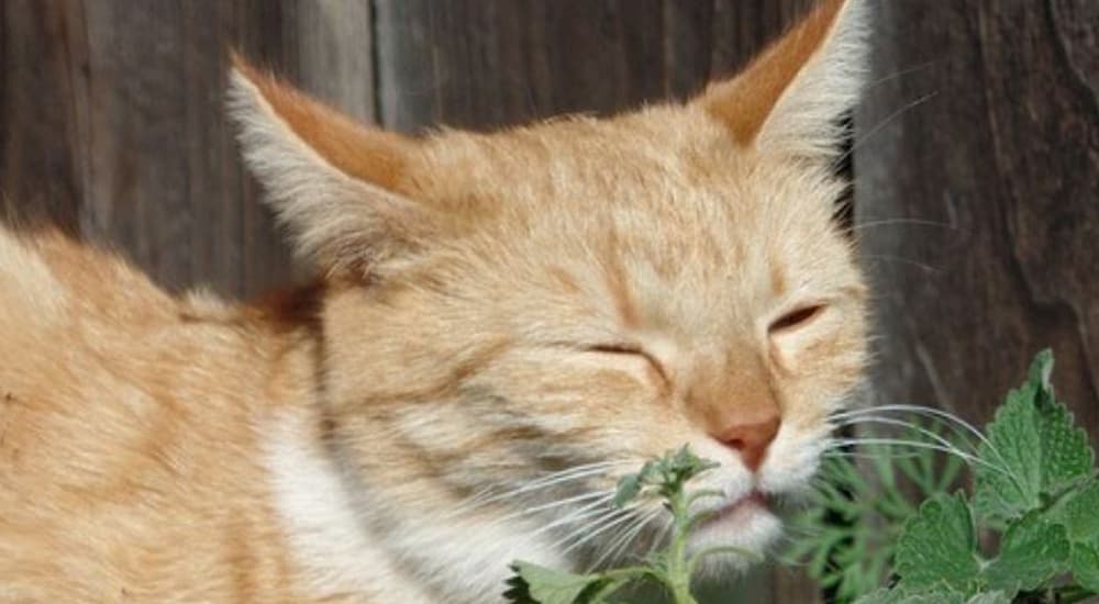 Orange tabby cat with catnip