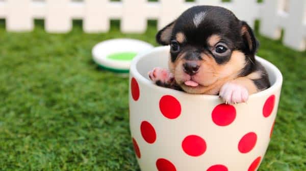 A small black and tan puppy sitting inside a white cup with red polka dots, on a grassy surface with a white picket fence in the background