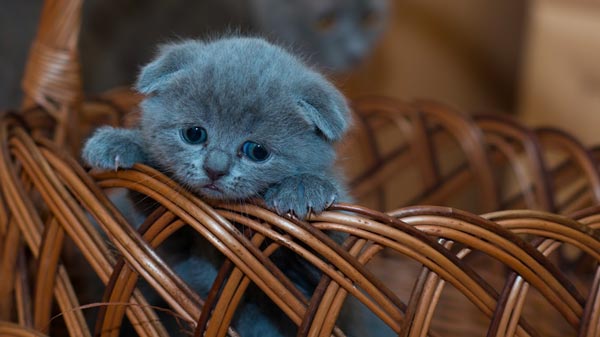 A gray kitten with folded ears peeking over the edge of a wicker basket