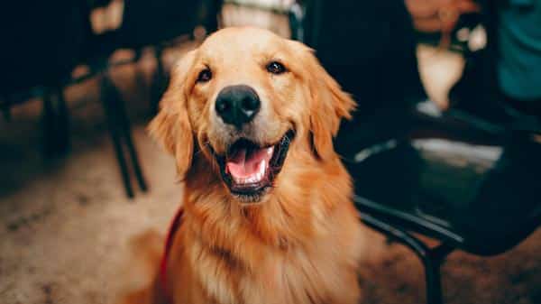 A happy Golden Retriever sitting indoors, looking at the camera with its mouth open and tongue slightly out