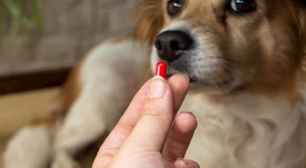 Dog looks at a red pill in hand