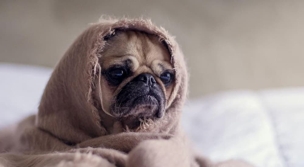 Pug wrapped in brown blanket