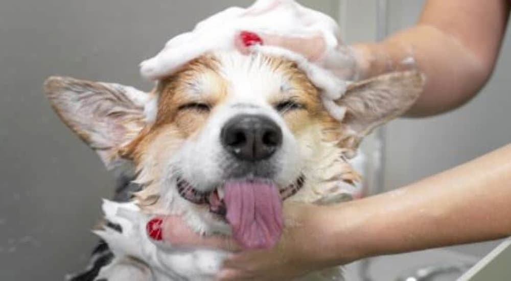 Smiling dog takes a bath with shampoo