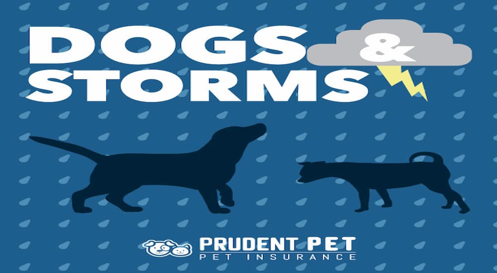Dogs and Storms banner by Prudent Pet