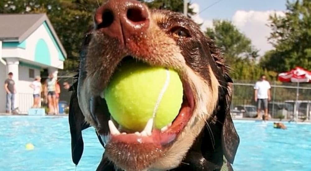 Wet brown dog by pool with tennis ball in mouth