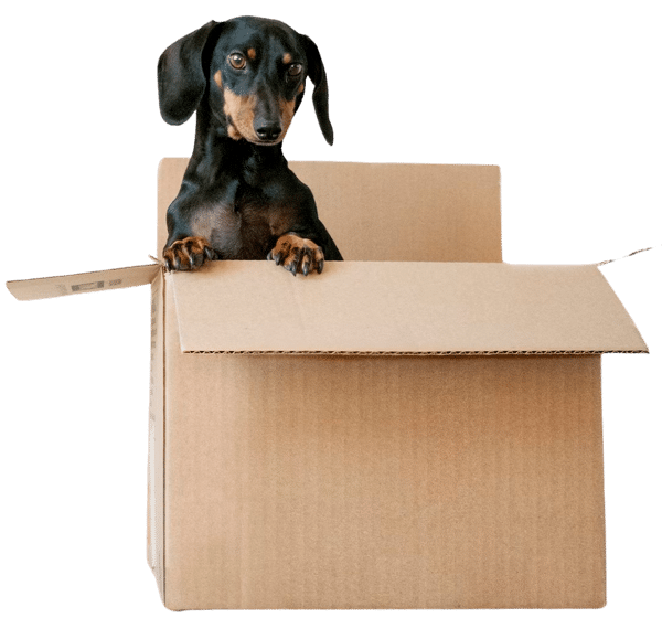 dog in a box 3